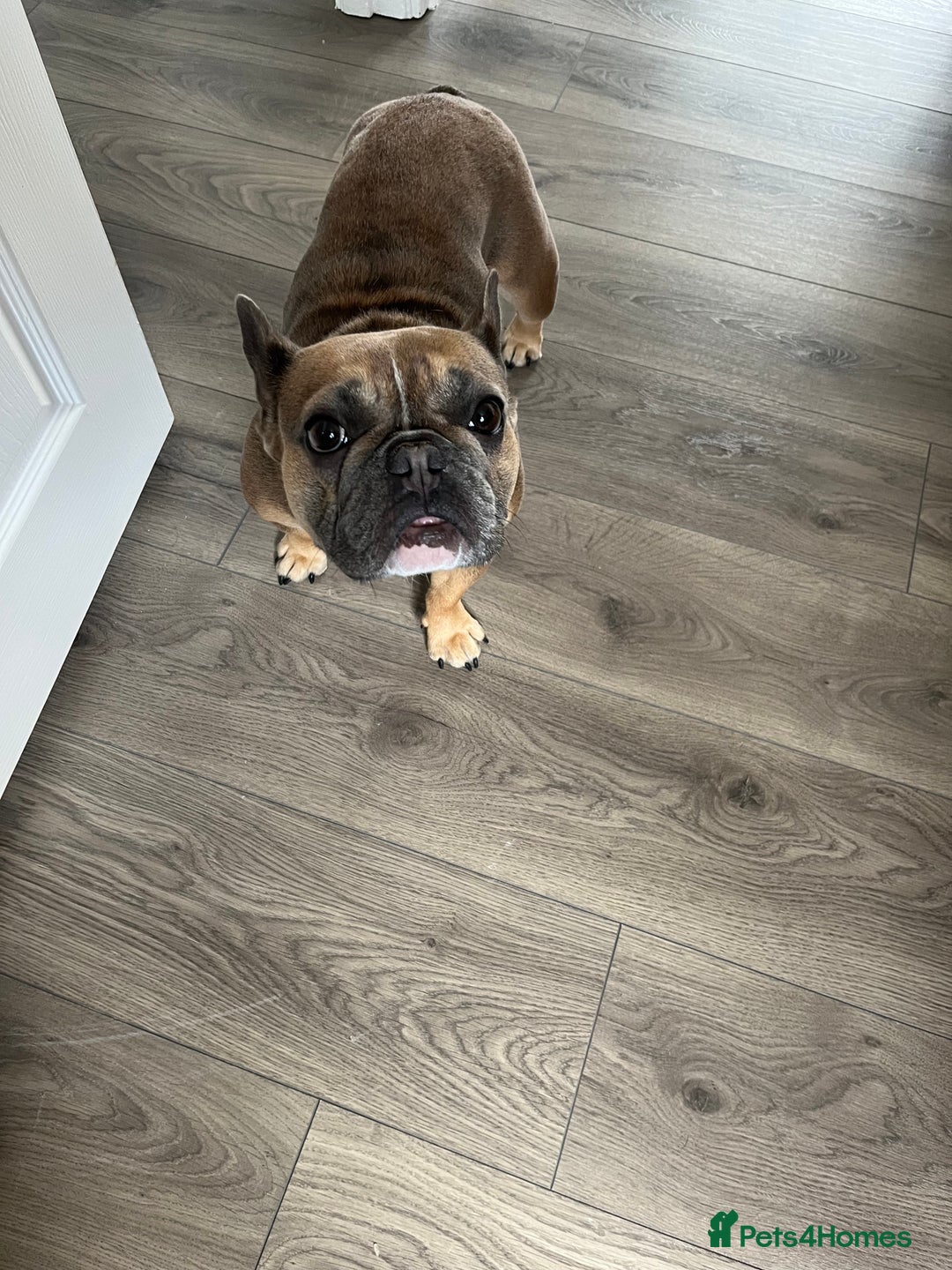 French Bulldog dogs for sale: Female French bulldog - Advert 13