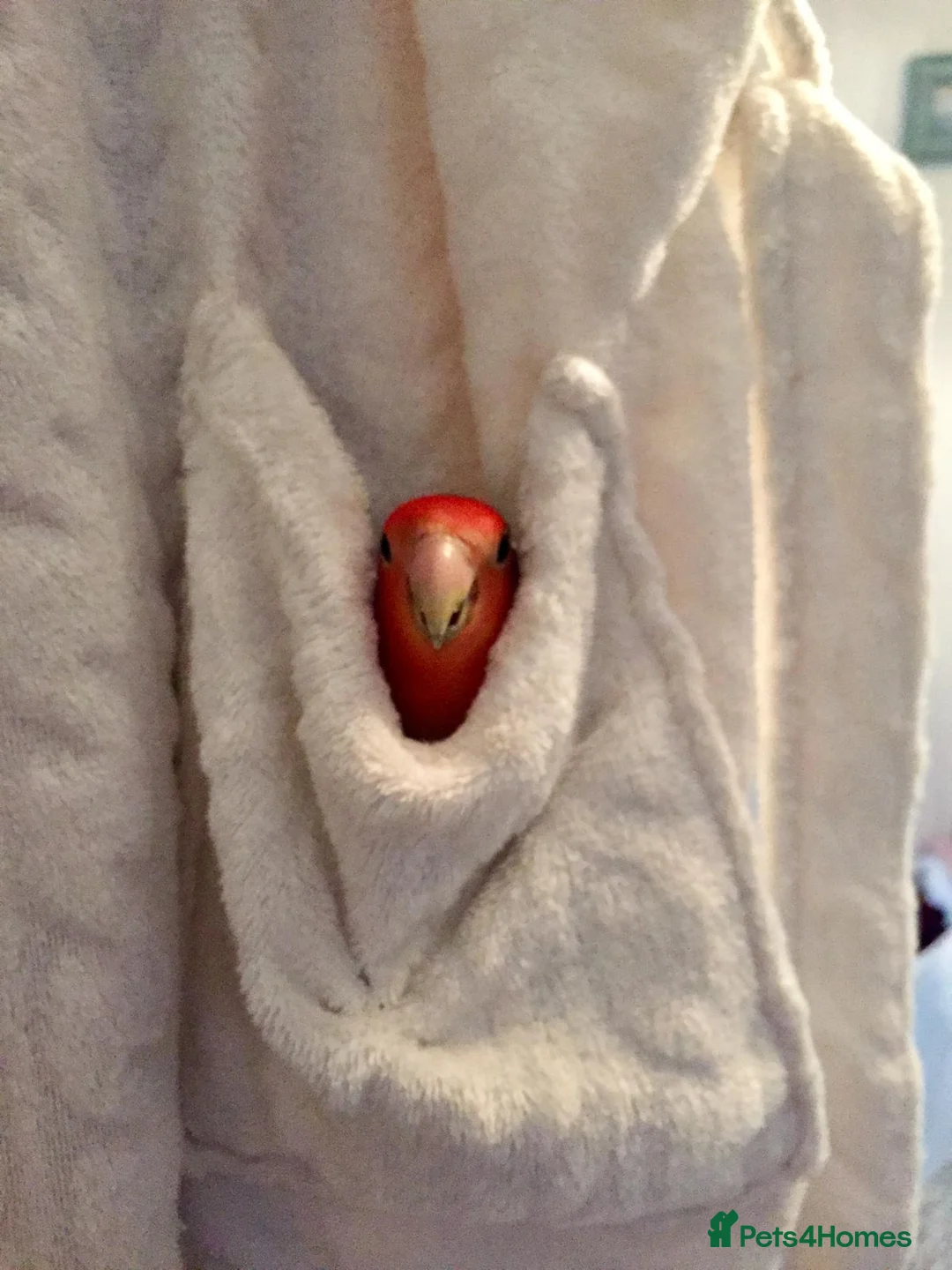 Parakeets birds for sale:  Quaker Parrot & Love Bird pair for sale cage incl - Advert 5