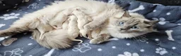 Ragdoll cats for sale: Stunning GCCF registered kittens  - Advert 4