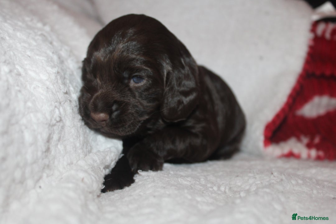 Cocker Spaniel dogs for sale: Working cocker spaniels - Advert 12