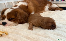 Cavalier King Charles Spaniel dogs for sale: Ruby boys kc cavalier King Charles puppies  - Image 1