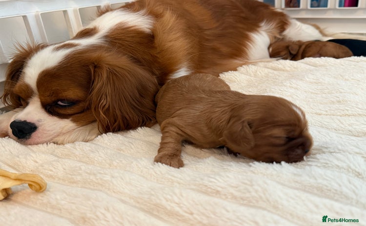 Cavalier King Charles Spaniel dogs - Advert 14