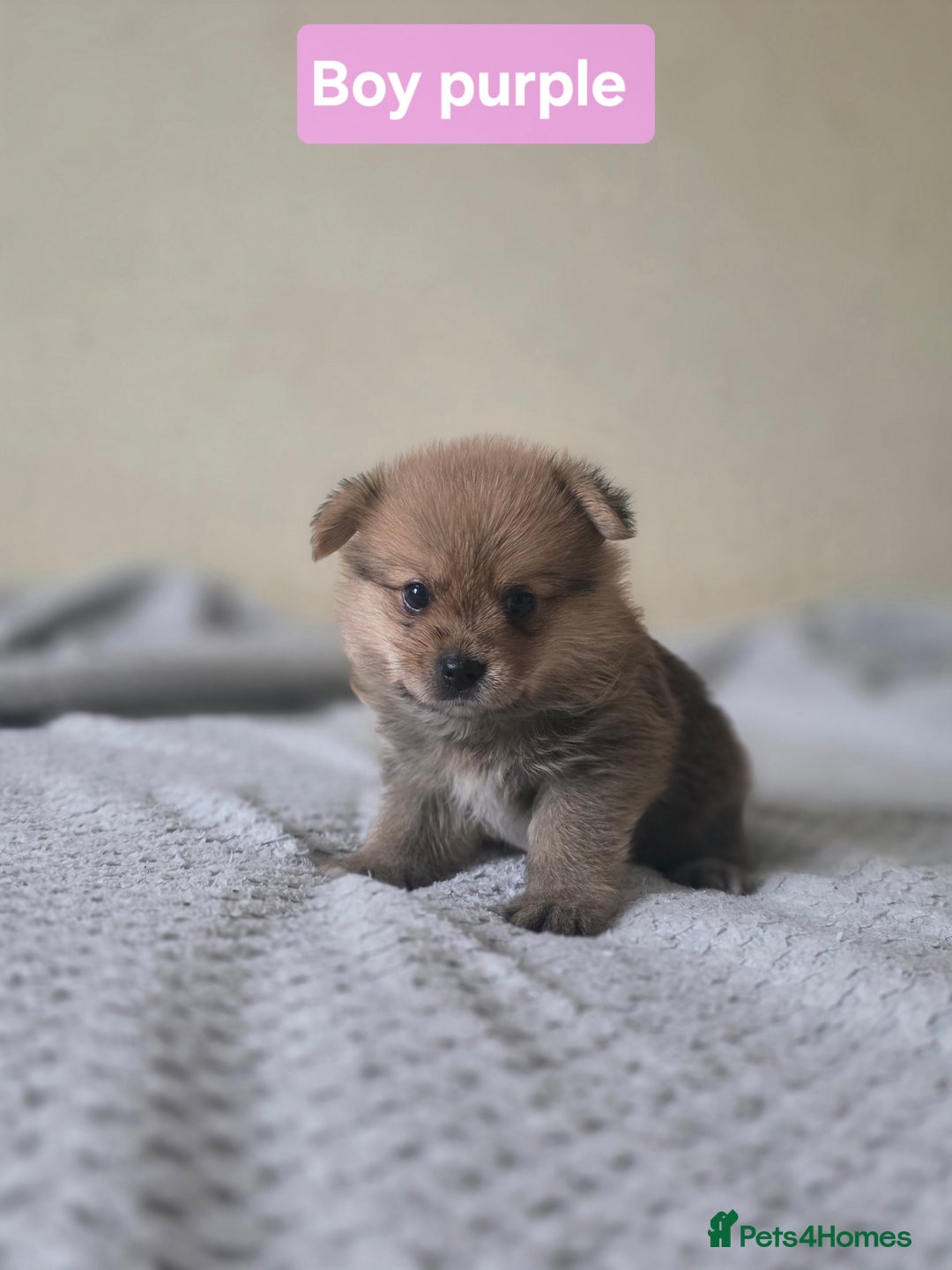Mixed Breed dogs for sale: Yorkie-pom puppies Last boy left! - Advert 1