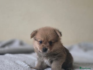 Mixed Breed dogs Yorkie-pom puppies Last boy left! - Advert 15