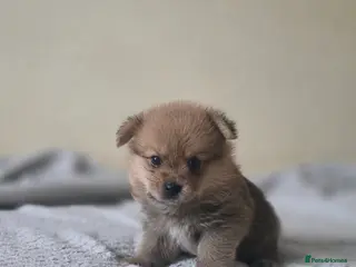 Mixed Breed dogs Yorkie-pom puppies 3 boys 1 girl - Advert 14