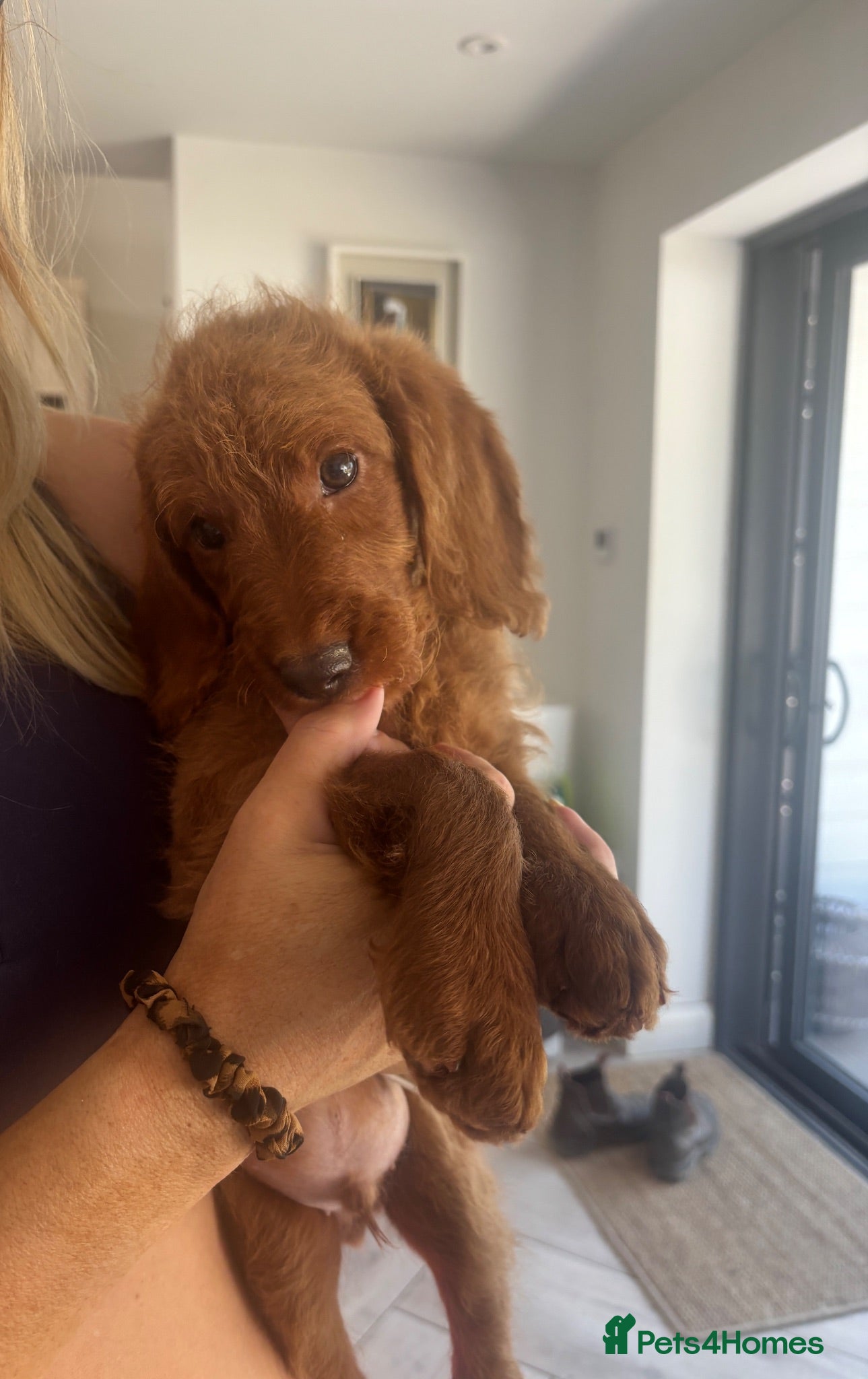 Labradoodle dogs Stunning red Labradoodle lovely temperament - Advert 1