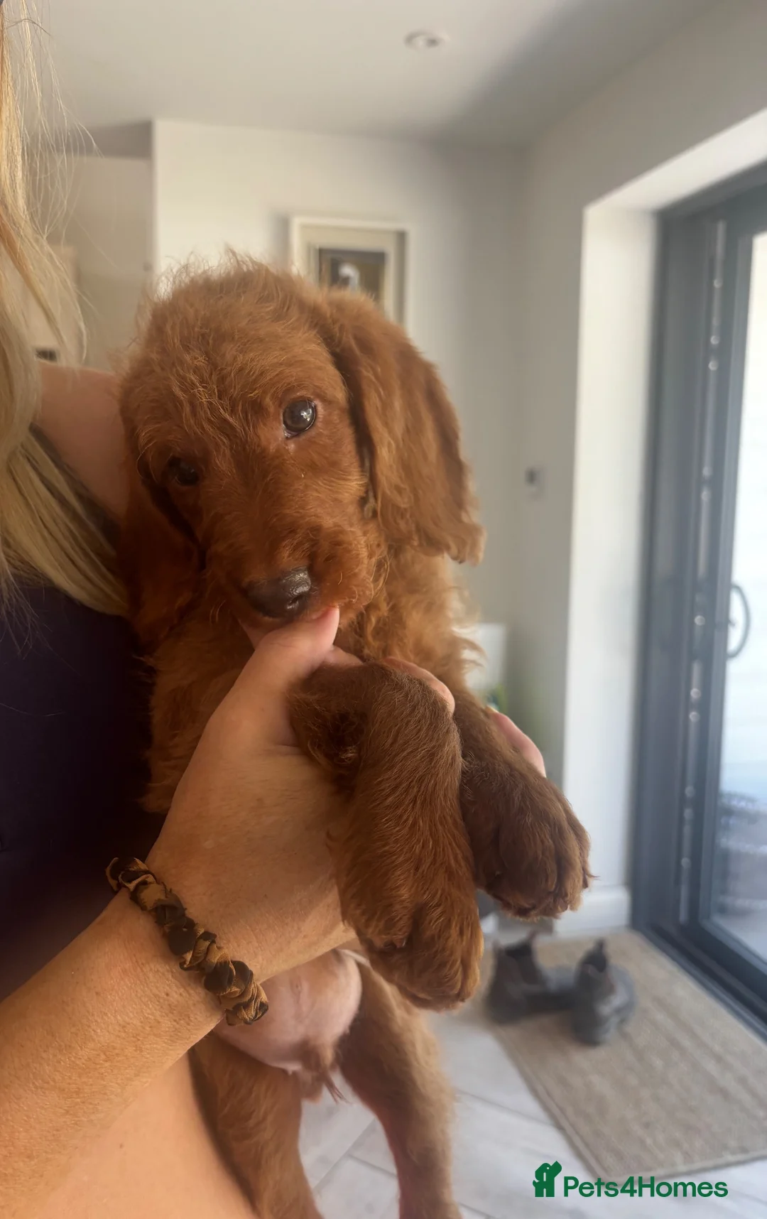 Labradoodle dogs for sale: Stunning red Labradoodle lovely temperament - Advert 1