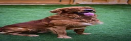 Golden Retriever dogs for sale: Golden Retriever Puppies - Advert 8