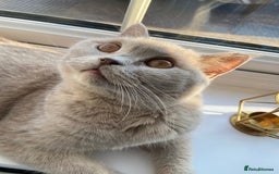 British Shorthair cats for sale: British Shorthair GCCF Lilac Cream Tortoiseshell  - Image 6