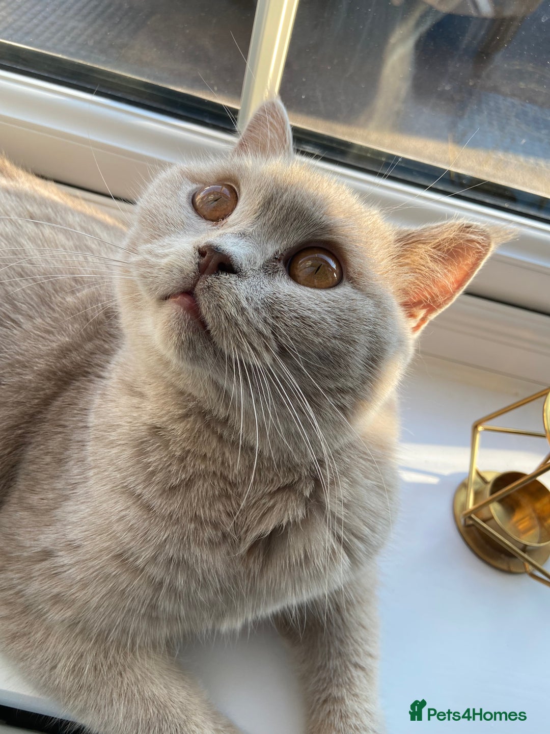 British Shorthair cats for sale: British Shorthair GCCF Lilac Cream Tortoiseshell  - Image 6