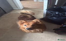 Mixed Breed dogs for adoption: MONTY & DAISY an example of Resilience &Friendship - Image 28