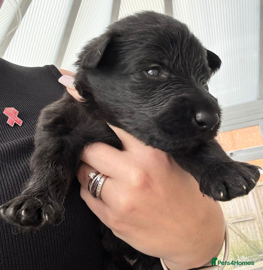 German Shepherd dogs for sale: Rockforce Long Haired German Shepherd Puppies - Advert 5