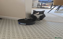 Domestic Shorthair cats for sale: Callie & Clive - Image 8