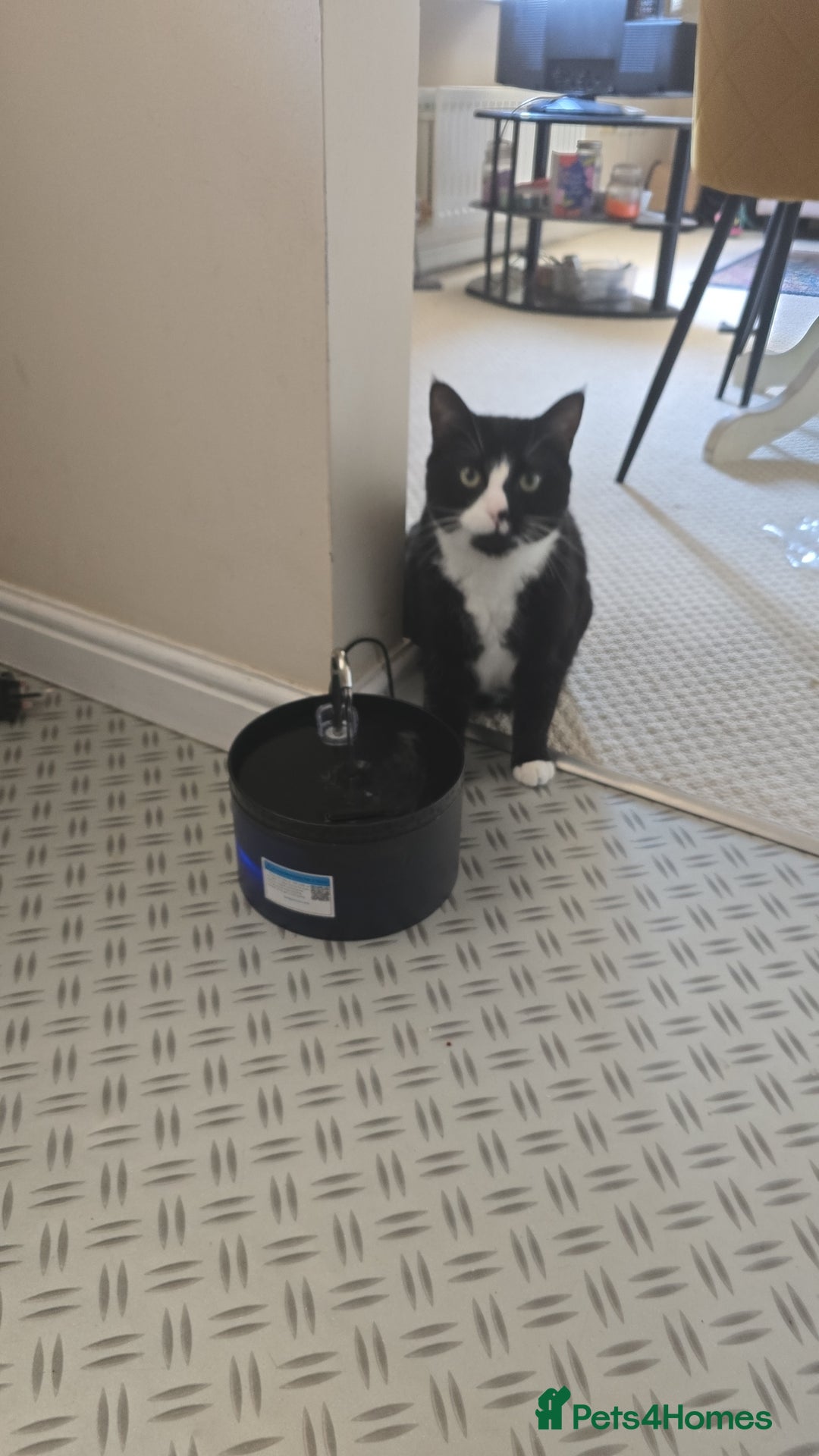 Domestic Shorthair cats for sale: Callie & Clive - Image 8
