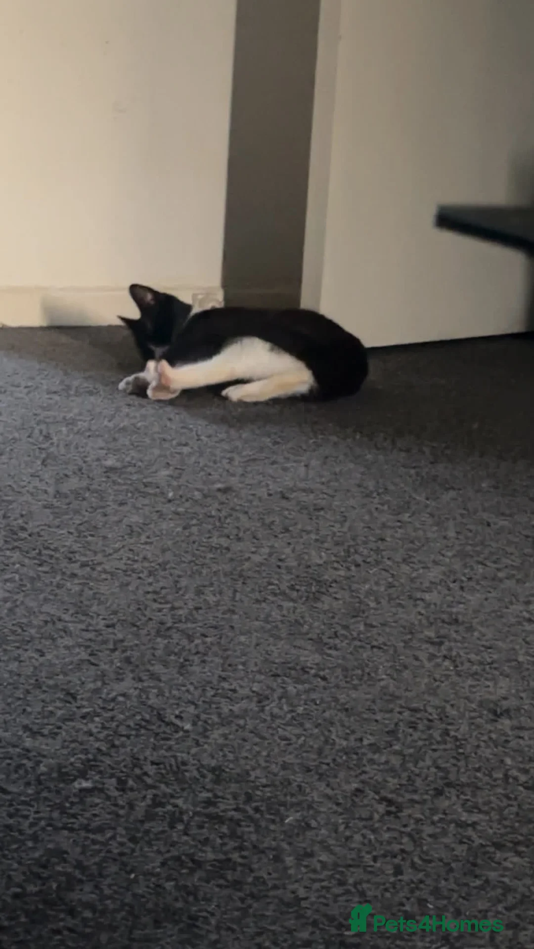 Mixed Breed cats for sale: Cats  in Leicester - Advert 1