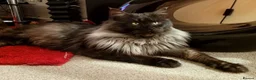Maine Coon cats for sale: Female Silver Tabby Mainecoon - Advert 3
