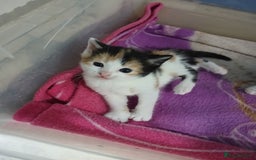 Mixed Breed cats for sale: 6 beautiful kittens - Image 13