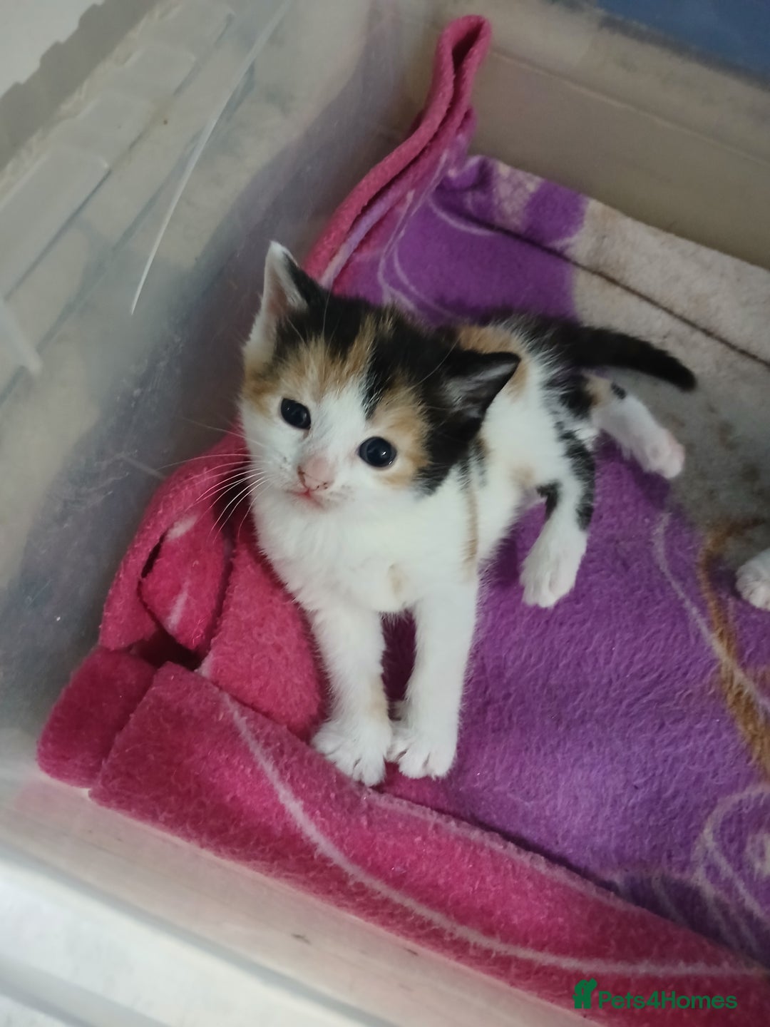 Mixed Breed cats for sale: 6 beautiful kittens - Image 13