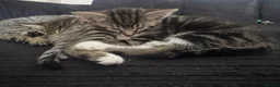 Mixed Breed cats for sale: 5 beautiful tabby kittens  - Advert 9