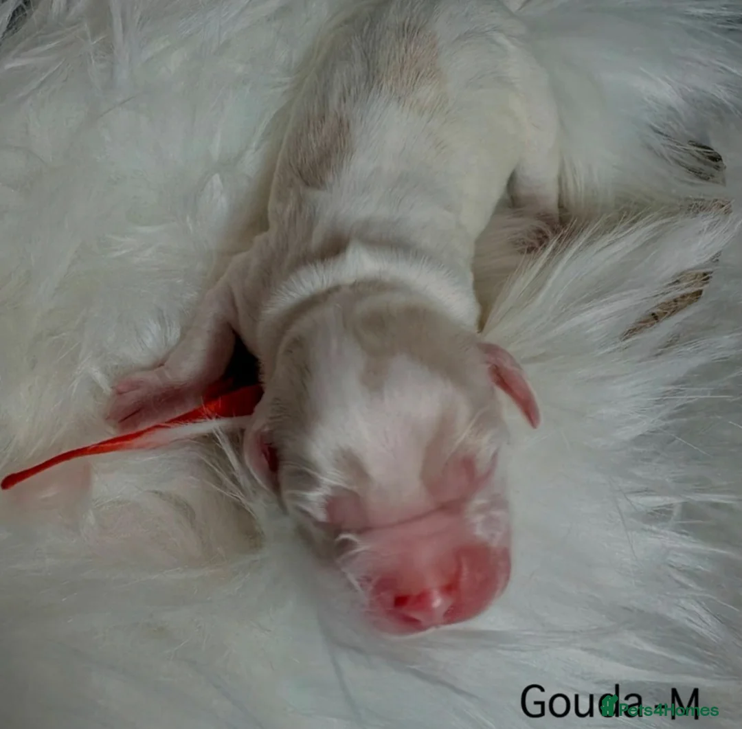 Cockapoo dogs for sale: Cockapoo puppies for sale - Advert 14