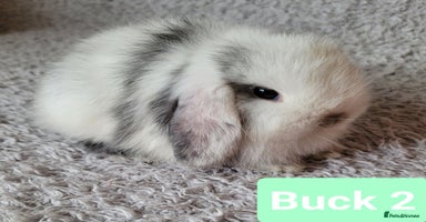 Mini Lop rabbits in Shaftesbury - Advert 1