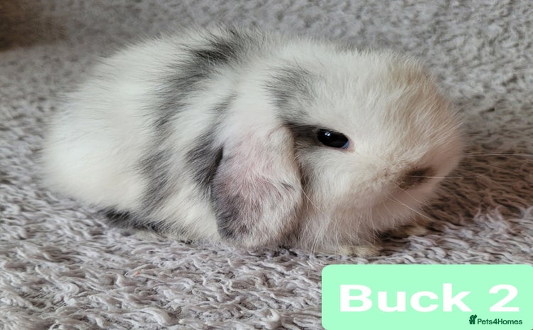 Mini Lop rabbits in Shaftesbury - Advert 1