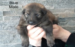 German Shepherd dogs for sale: German Shepherd Puppies - Image 5