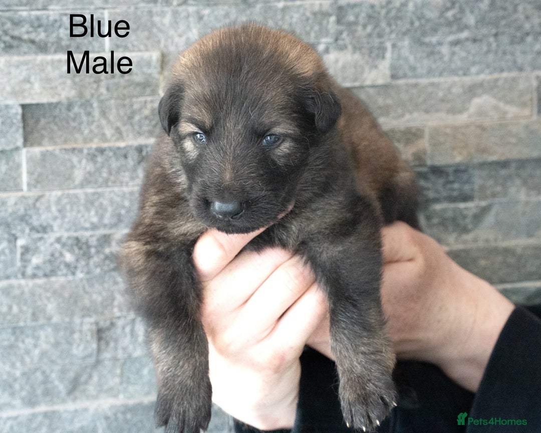 German Shepherd dogs for sale: German Shepherd Puppies - Image 5