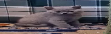 Lilac British Shorthair 3 - Yellow - SOLD