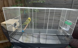 Budgerigars birds for sale: Manchester M43 7NS - Image 2