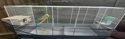 Budgerigars birds for sale: Manchester M43 7NS - Advert 2