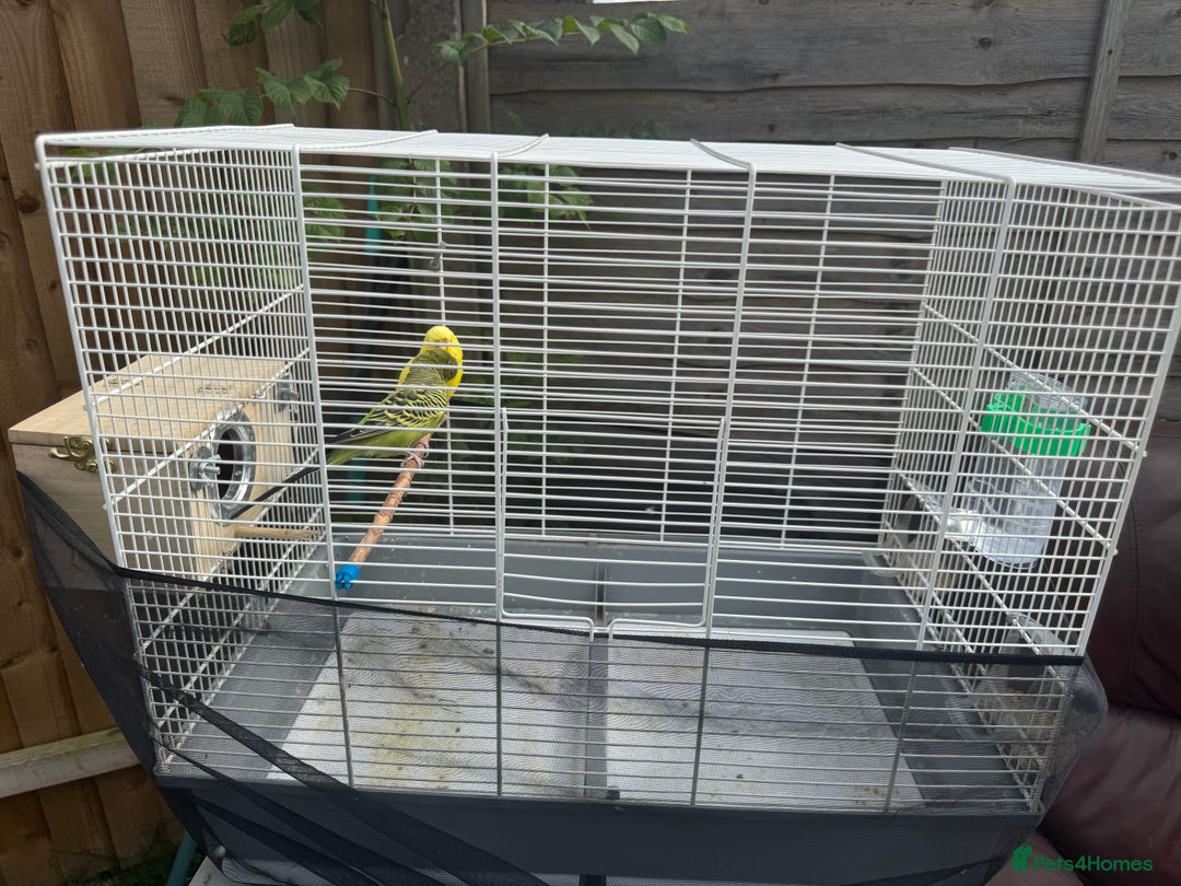Budgerigars birds for sale: Manchester M43 7NS - Image 2