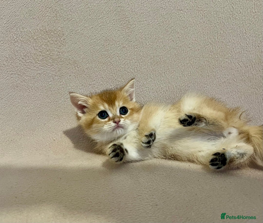 British Shorthair cats for sale: 🐾 Purebred BSH Kittens 🐾 - Advert 15