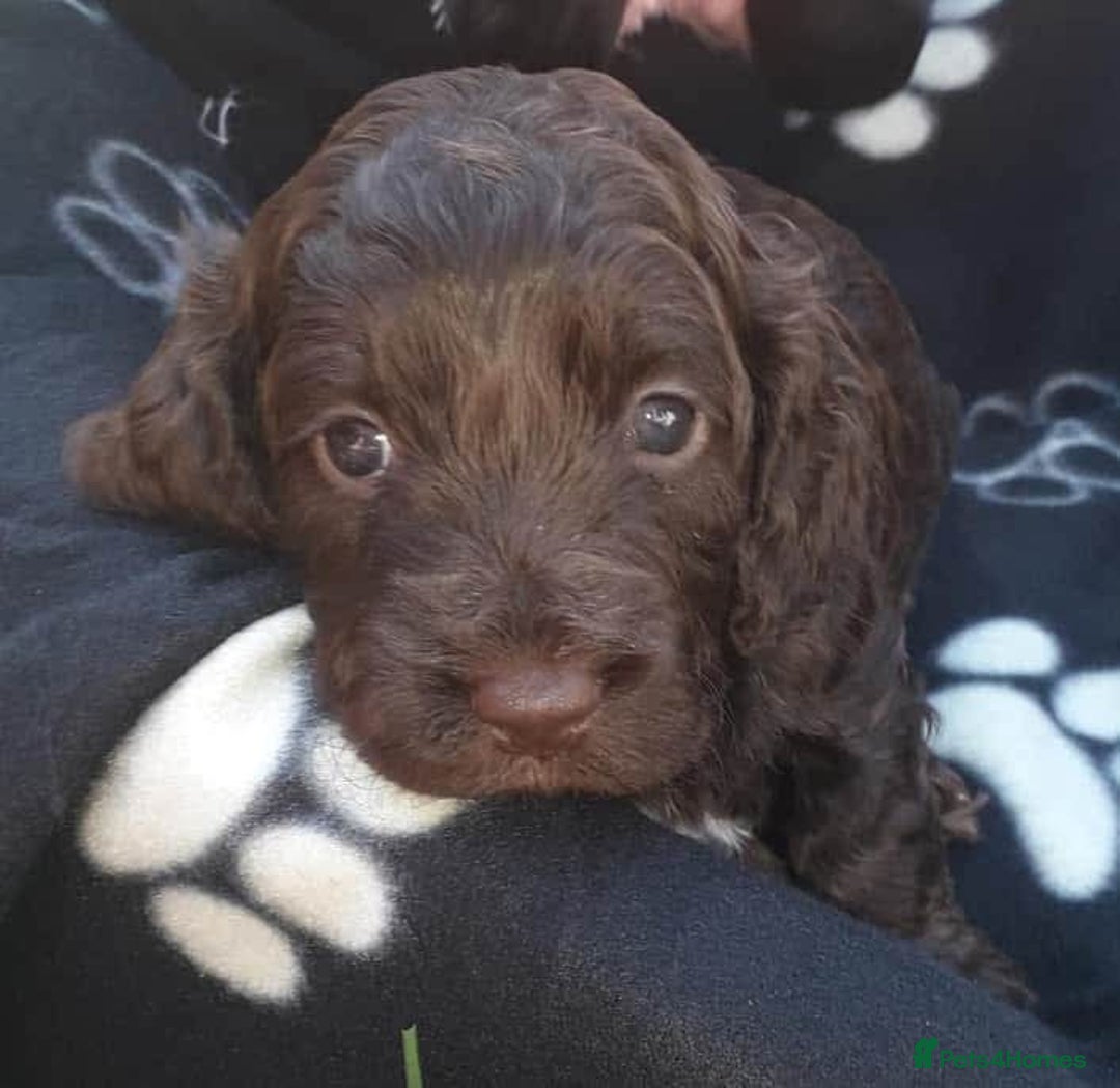 Cockapoo dogs for sale: Show cockapoo litter due 1st march  - Advert 16