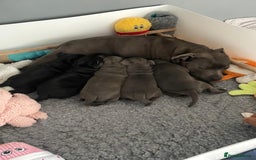 Staffordshire Bull Terrier dogs for sale: Beautiful Staffordshire bull terrier puppy’s  - Image 1