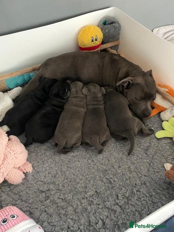 Staffordshire Bull Terrier dogs - Advert 5