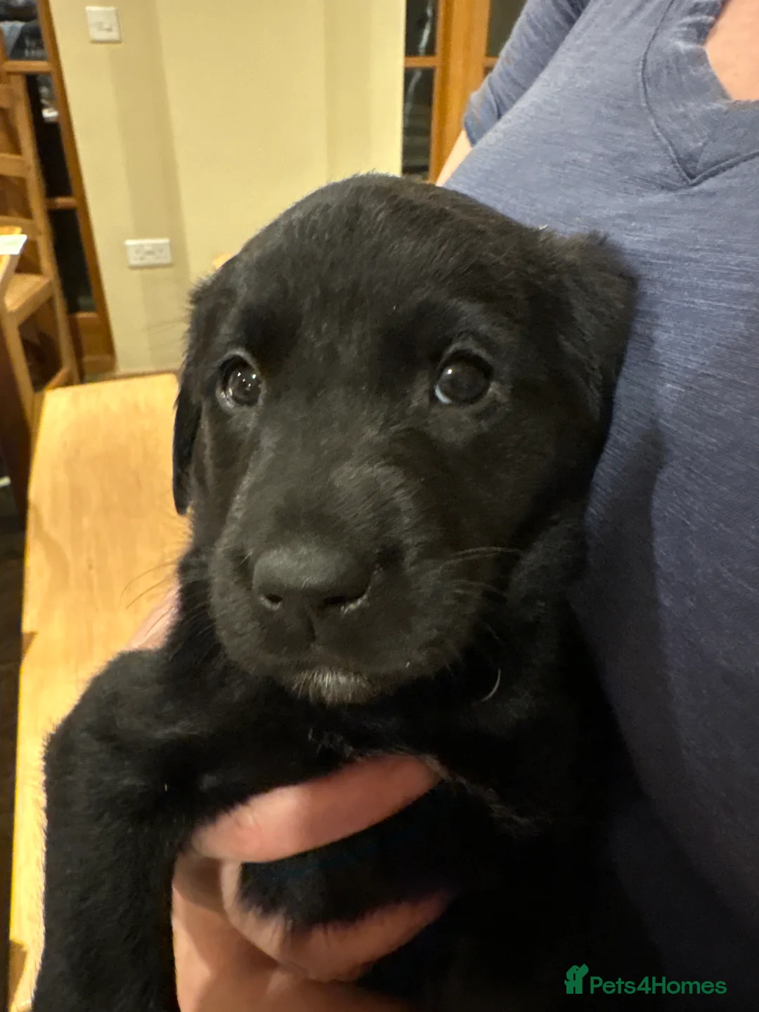 Borador dogs for sale: 11 gorgeous Borador puppies for sale  - Advert 7