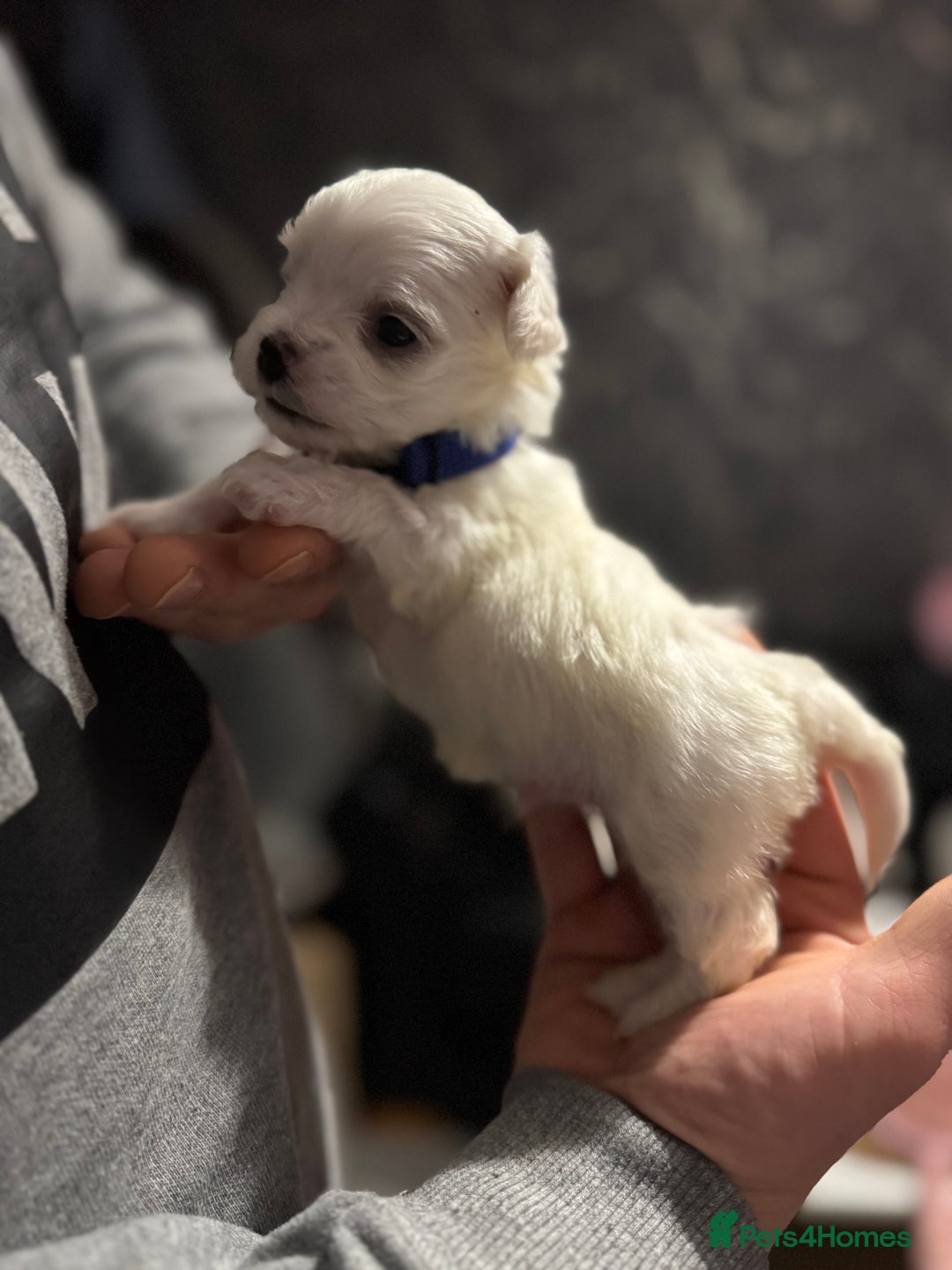 Maltese dogs for sale: >>> BEAUTIFULLY  **  PUPPIES POSSIBLE !!!<<< - Advert 9