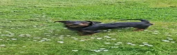 Mixed Breed dogs for sale: 7mth old  male Dachshund x Yorkshire - Advert 2