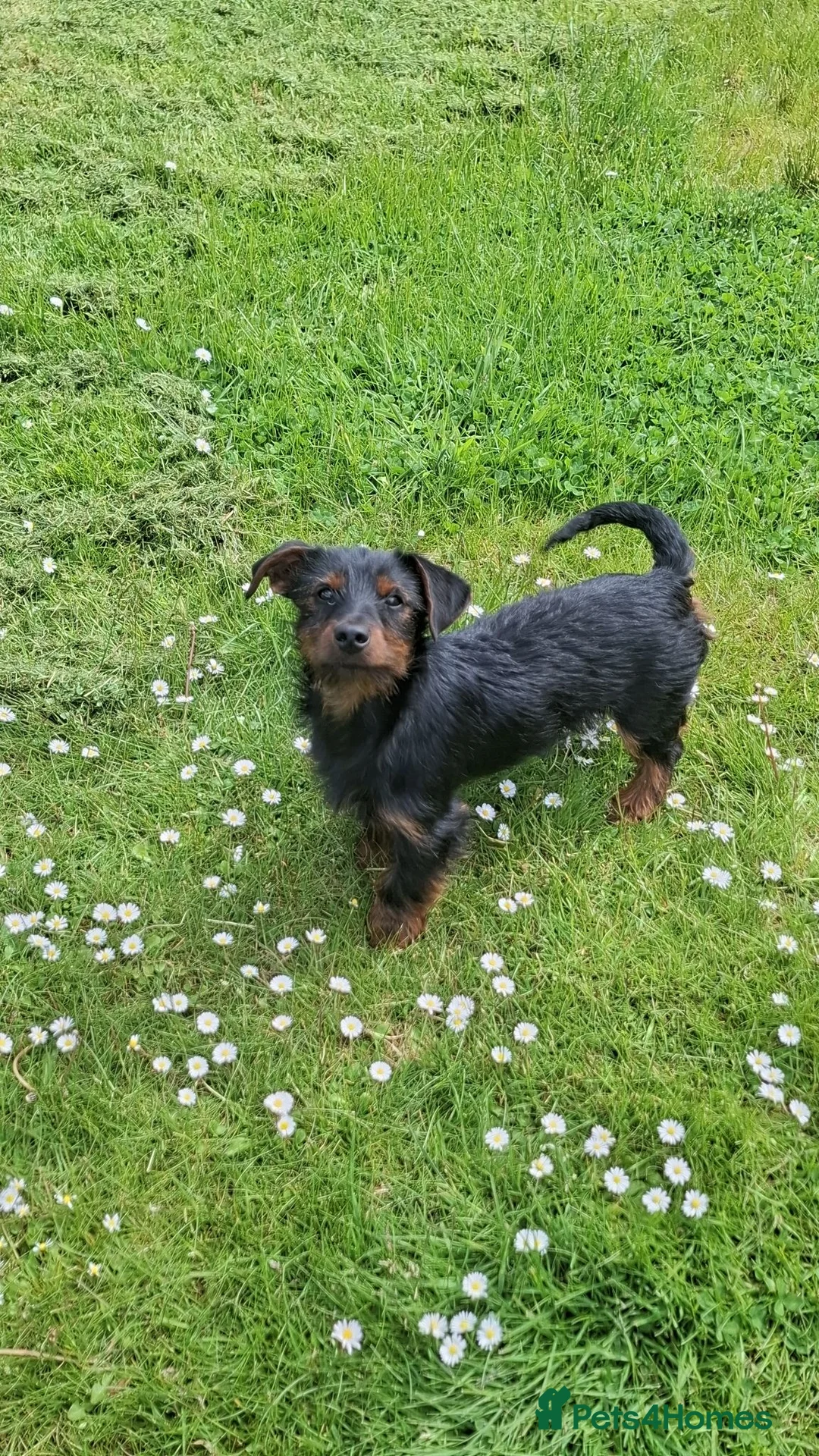 Mixed Breed dogs for sale: 7mth old  male Dachshund x Yorkshire - Advert 2
