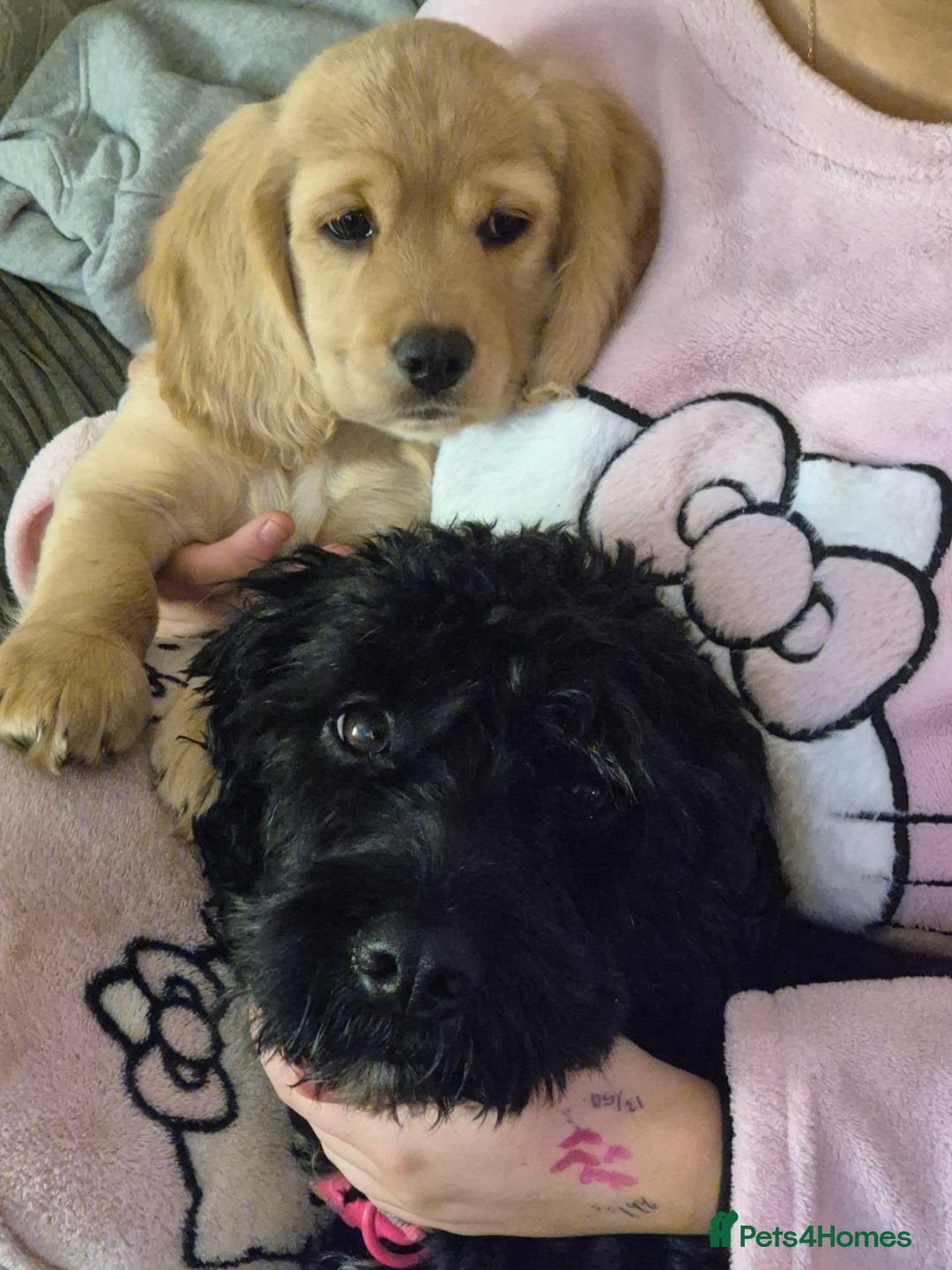 Cockapoo dogs for sale: cockapoo - Advert 9