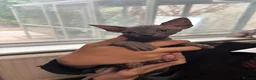 Sphynx cats for sale: Sphynx kittens  - Advert 5