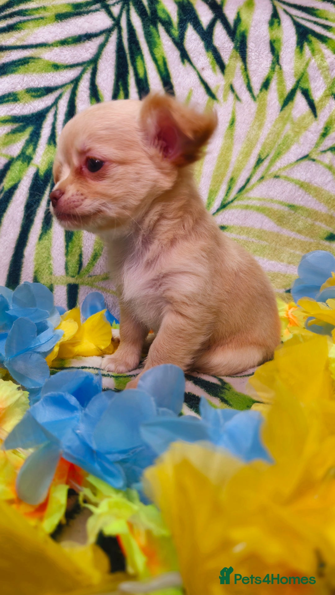 Chihuahua dogs for sale: !!Only one left!! KC Chihuahua Baby Girls - Advert 15