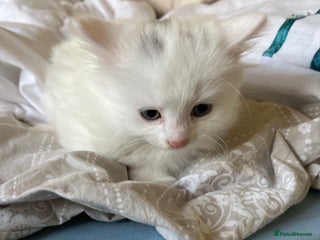 Mixed Breed cats Super cute fluffy snowball kitten - Advert 1