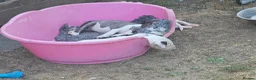 English Bull Terrier dogs for sale: English bullterrier pups for sale - Advert 6