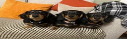 Miniature Dachshund dogs for stud: KC Longhaired Black & Tan Miniature Dachshund stud - Advert 11