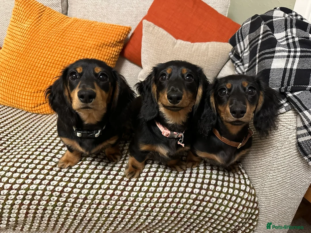 Miniature Dachshund dogs for stud: KC Longhaired Black & Tan Miniature Dachshund stud - Advert 11