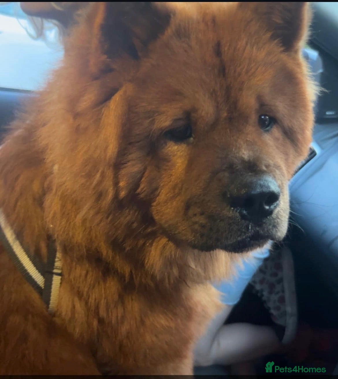 Chow Chow dogs Red Chow chow for sale - Advert 6