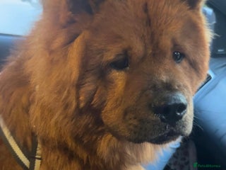 Chow Chow dogs Red Chow chow for sale - Advert 2