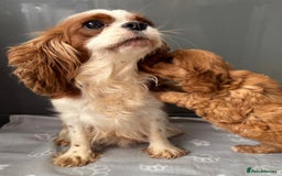Cavapoo dogs for sale: Fully health tested Cavapoo baby girl 🩷🐶 - Image 4